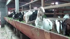 Ternak Kambing BLIGON  Terobosan Baru Bisnis Kambing - Durasi: 6.12. 
