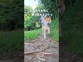 柴犬こむぎの腸内環境を考える