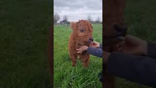 Mini vaca   Mini Muuuu   Mini Cow - Funny and Cute Animals - Animales Graciosos y Tiernos