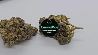 DOUBLE-REVIEW 🥧💤 #Pedanios27/1 #farmgas vs Pedanios 29/1#sourdough #indica #kanada #craft 🚀