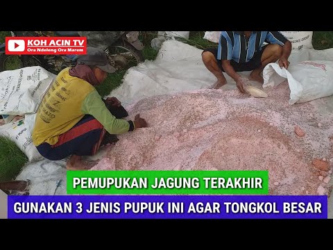 Pupuk Yang Digunakan Untuk Jagung