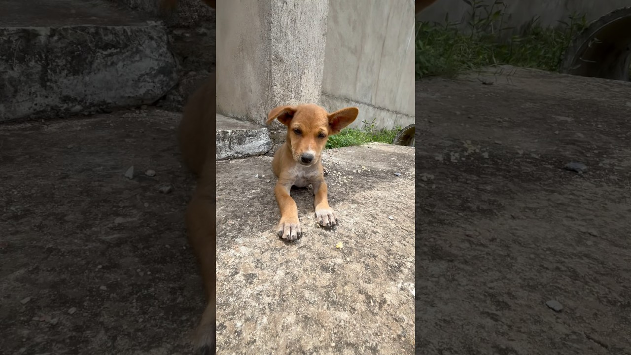 Heartbreaking! 🐶 Poor Helpless Puppy Alone on the Road 😢💔