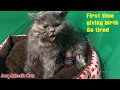 Live: Chon Pregnant Cat, Giving Birth Suspense, 4 Kitten super Cute. Jang Animal's Mom