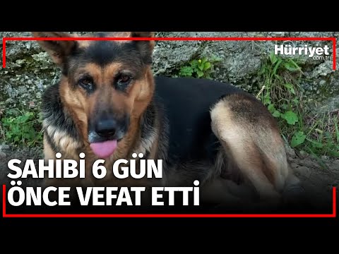 Video: Son 6 Yıl Boyunca, Bu Köpek Vefat Eden Sahibinin Mezarını Korudu