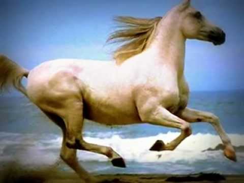 محمود درويش هذا البحر لي من جداريه BY BOUBAKRI JAMEL