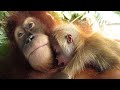Suro The Orangutan & Her New Baby B oy! Cutest Orangutan Babies so small