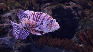 Deep Underwater Fish - No Copyright Meditation Relaxing Soft Calm Background Music for Videos screenshot 2