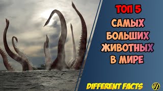 Топ 5 Аномально Больших Животных В Мире | Самые Большие Животные