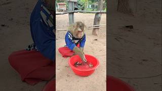 Super SokYaa,OG, ToTo Animals Are So Awesome #shorts