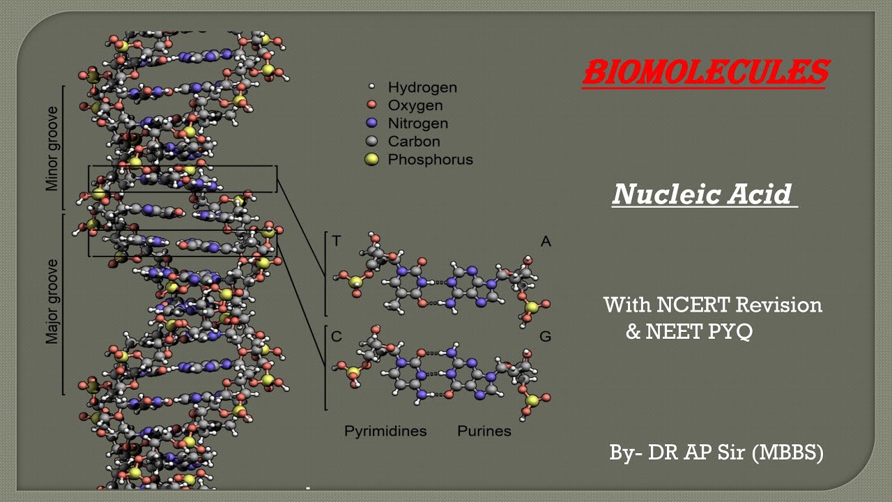 Biomolecule part 5 nucleic acid important for neet and class 11 YouTube