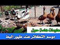 موسم التكاثر عند طيور البط معلومات هامة موسم التكاثر عند طيور البط معلومات هامة