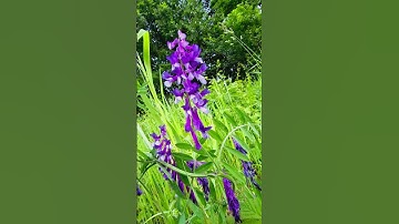 #قرآن كريم #nature #youtube من سورة النور الشيخ ماهر المعيقلي