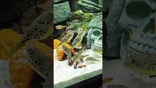100% freshwater pufferfish #shorts