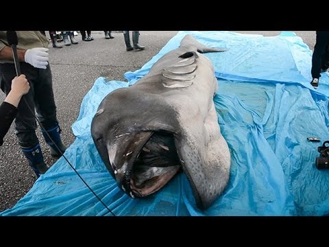 メガマウス公開解剖 静岡 - YouTube