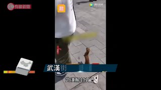 武漢街頭現黃鼠狼乞食 - 20200409 - 有線中國組
