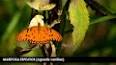 El poder oculto de las mariposas ile ilgili video