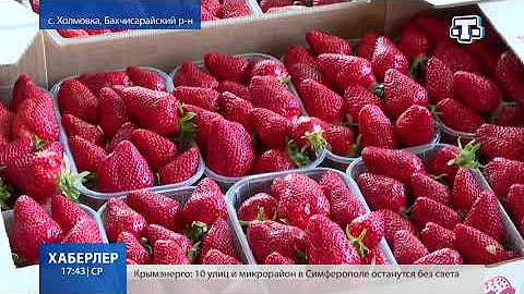 В Крыму стартовал сезон клубники