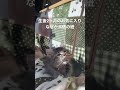 こねこ「ミミ」、生後2ヶ月のときのマイブーム
