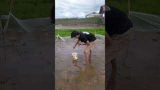 unpacking an eel, it's filled with a snake 😱😱😱🔥🔥 #bolang #merpatiplayer #eel