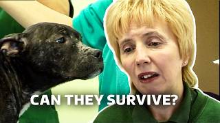 Can These Sick Puppies Be Saved? | Dog Rescue | E5 | Our Stories