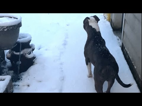 Video: Šlovingos žmogaus lopšeliai, snieglenčių labirintas šunims, užšaldytos pramogos
