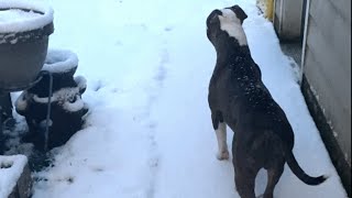 Rescue dog's first reaction to snow is heartbreaking