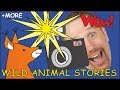 Wild Animal Stories for Kids | Magic Animals from Steve and Maggie | Story for Kids | Wow English TV