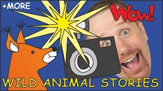 wild animal stories for kids magic animals from steve and maggie story for kids wow english tv