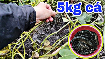 Thăm Bẫy cá lóc không cần mồi dính rất nhiều cá - hành trình thăm lờ bắt cá 