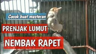 Masteran suara PRENJAK LUMUT nembak rapet