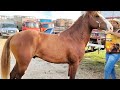 FEIRA DE CAVALO 🐎 EM CARUARU PE DIA 18/06/2026