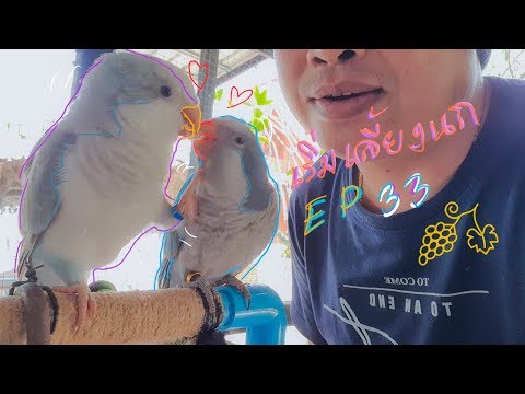 เริ่มเลี้ยงนก Ep 33|นกม้องนิสัยความน่ารักแสนรู้เวลาอยู่กับคน