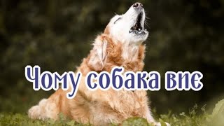 Чому Собака Виє?  Why Does The Dog Howl?