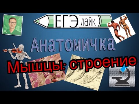 Мышцы: строение и