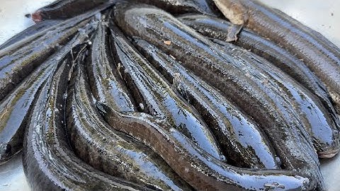 Được Một Ngày Cá Chạy Nhều Bữa Nay Tới Công Chuyện Với Ổ Cá Đồng Luôn | Cù Lao Dung Vlogs #982