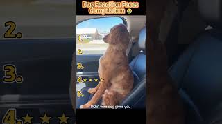 Dog Reaction Faces Compilation 😂 #youtubeshorts