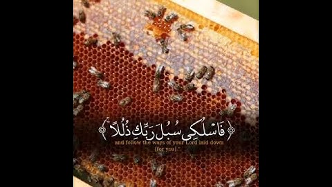 تلاوة فاقت الوصف ياسر الدوسري{ يخرج من بطونها شراب مختلف ألوانه}