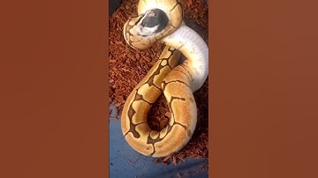 Special Spider Ball Python Feeding #ballpython #snake #shorts