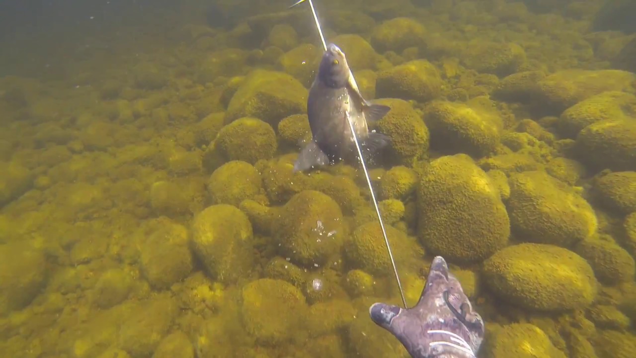 290 Spearfishing How to shoot a fish and reload the speargun YouTube