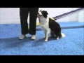 Dog Agility Training Nose Touch and Target for Contact Training Dog Agility Training Nose Touch and Target for Contact Training