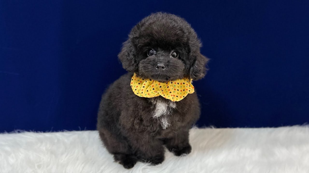 トイプードルティーカッププードル - 子犬や子猫たちのペット販売情報