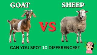 🐐 Goat vs 🐑 Sheep | Spot 10 Amazing Differences! | Farm Animals for Kids | Preschool Learning Goat Vs Sheep The 6 Key Differences Explained