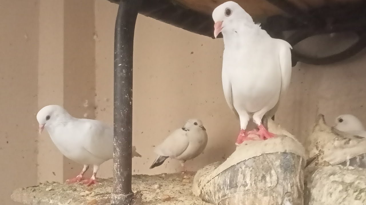 Yn Pigeon Growing Life is live!