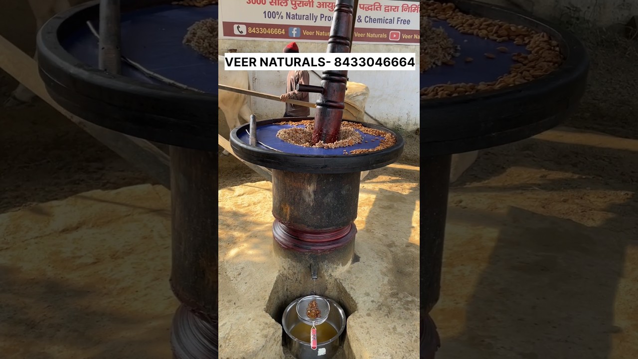 Almond oil made by Traditional bull driven wood pressed oil method