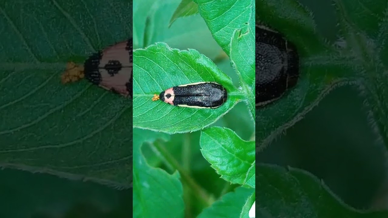 Escarabajo de la familia Buprestidae (Acmoedera flavomarginata)