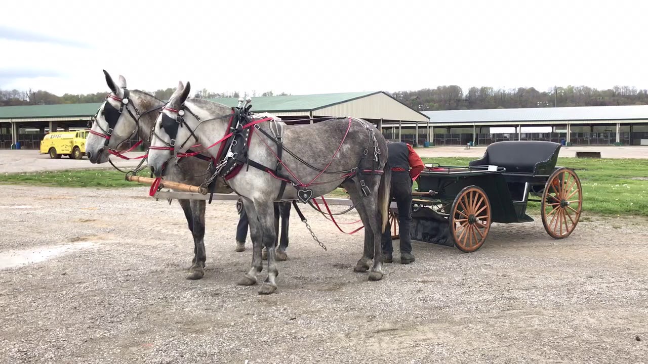 Percheron Molly Mule Team for Sale. Watch how easy they hook and stand
