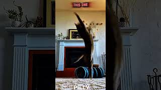 Other cat backflip vs the last one 😱🤯 #cat #viral #shorts