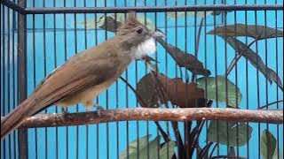 AHLINYA Bikin JENGGOT RIBUT!!! EMOSI PANAS dan LANGSUNG Ikut Bunyi