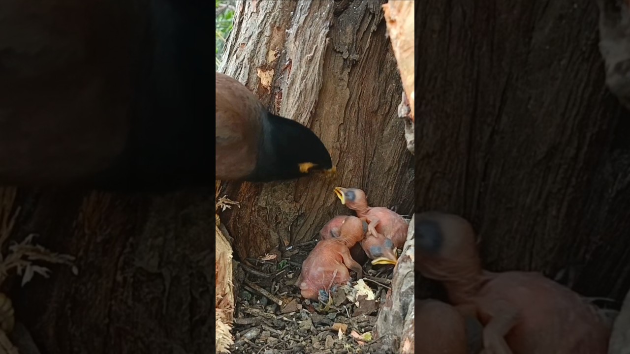 Myna Mom Feeding Her Cute Newborn Baby Birds (p4) 