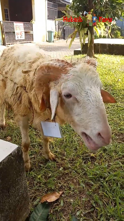 Goat Sound * Suara Embek Kambing Domba Lucu #goatlovers #embek #domba #kambing #Sheeplovers